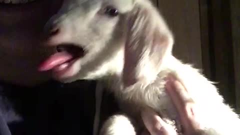 Cute and funny conversation with newborn baby goat