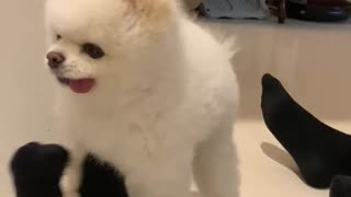 Cute puppy playing with foot