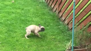 Frenchie tries to befriend cat by spinning in circles