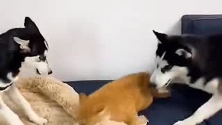 Finally Showing You Cat and dog playing funny video