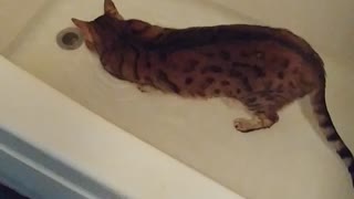 Max. The swimming cat.