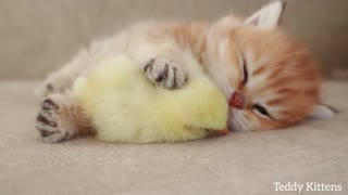 Kitten sleeps sweetly with chicken!