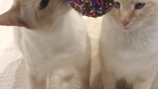 Cats chase & eat donut hanging from string