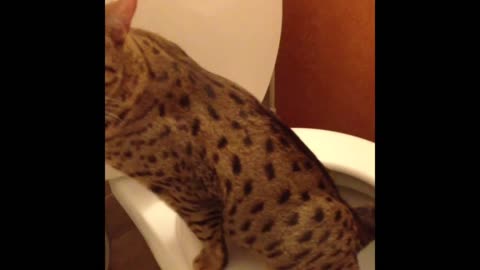Cat is using toilet.