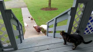 my Cat meets chickens for the first time