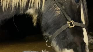 Horse Has Fun With Tasty Treat