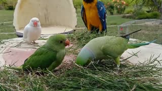 Talking Parrot Greeting Baby Parrot | Parrot Paradise