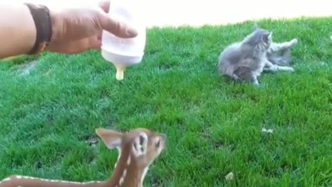 Baby Deer(fawn) jumping & hopping | Trending Cute video