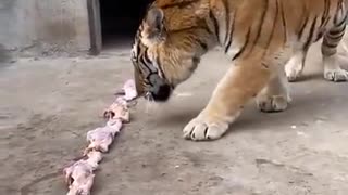 Biggest Tiger