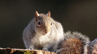 squirrel R
