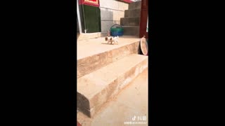 cute and funny dogs compilation. tiktok funny dog videos