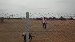 Amazing kanni dog jumping over the fence
