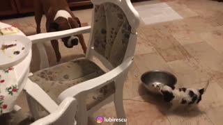Tiny Little Puppy Adorably Steals Food Bowl From Much Bigger Dog