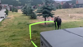 Baby Moose Plays with Soccer Net