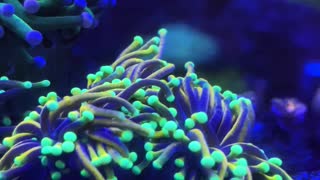 Torch corals