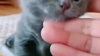 Cute Kitten Meowing