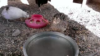 Quails Drinking Water
