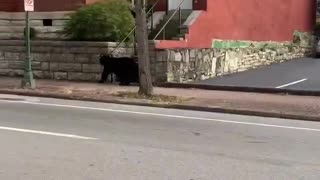 Bear casually roams the streets of downtown Chattanooga