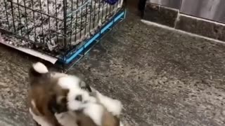 cute dogs fighting