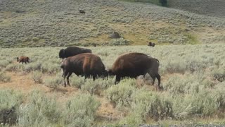 Male Bison Fighting in Yellowstone