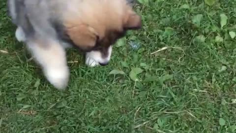 Puppy just wants to eat with the big dogs!