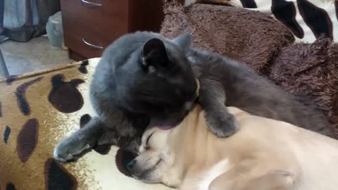 This cat giving a dog a tongue bath is just what you need to see