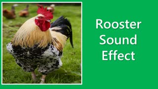 rooster sound effect copyright free