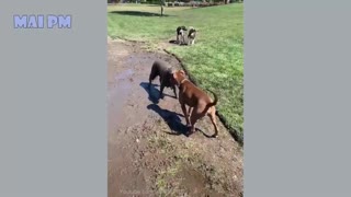 Funny Dog Videos 😂😂