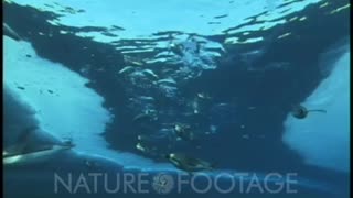 Antarctica Underwater Penguins, Dive Down👍👍