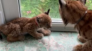 Cute Little Lynx on the Windowsill
