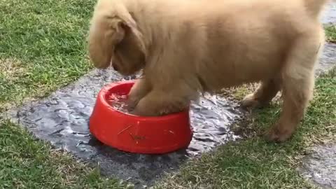 Puppy digs in water bowl, makes gigantic mess
