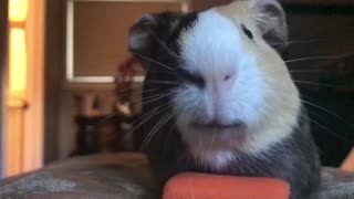 Adorable guinea pig chomps on carrot in epic slow motion