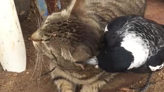 Patient Cat Tries to Tolerate Nosy Bird