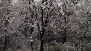 Snow in Texas creates white wonderland