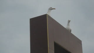 A conversation between two seagulls