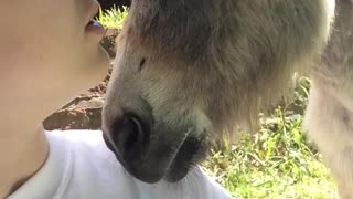 Donkey Friend Loves to Learn