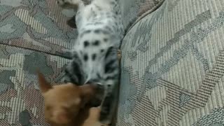cute cat playing with pinscher