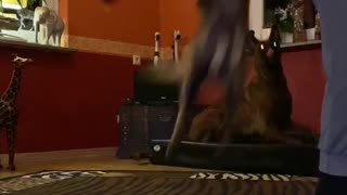 Dog shows incredible stunt