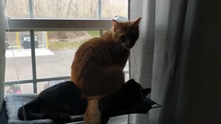 Kitty Sits on Top of Sister in Cat Hammock