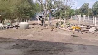 fake tiger pranking dogs