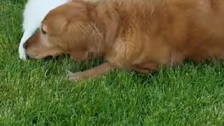 nice puppy addition meets family dog for the first time