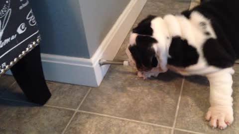 Puppy adorably attempts to figure out door stop