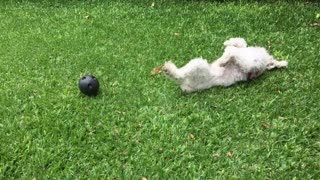 A Dog Playing in the Garden