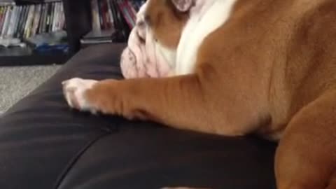 English Bulldog Has Priceless Reaction To Being Tickled!