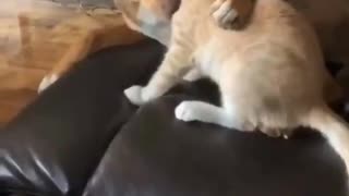The love between dog and cat