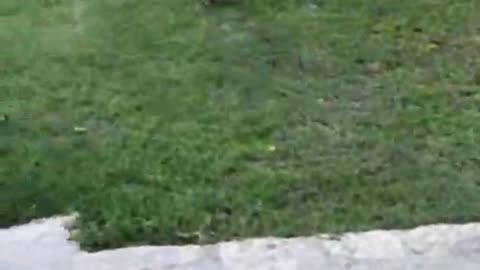 the cat chases the dog out of its yard