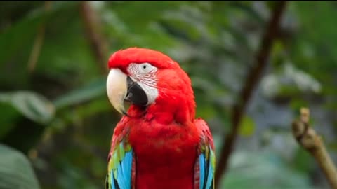 Parrot in very beautiful colors in nature