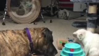 Пёс с котом играют в игры.