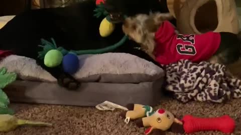 Tiny Yorkie Plays Tug of War with Big Dog
