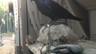 Genius raven flawlessly conquers 'egg in the cup' trick